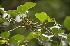 Flacourtia indica var. innocua